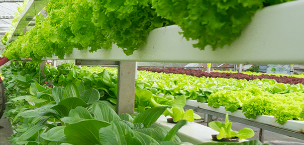 vertical-farming-data-science-sustainability-challenge